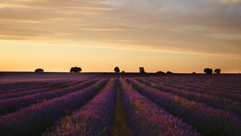 Lavender summer